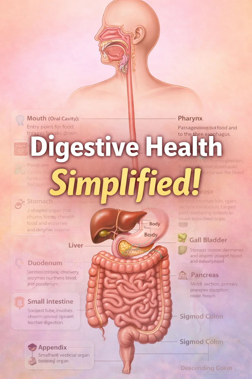 Understanding The Human Digestive System